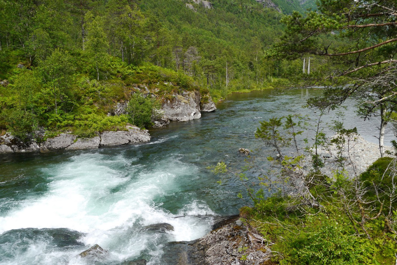 Fluss im Wald – Traumatherapie mit Somatic Experiencing