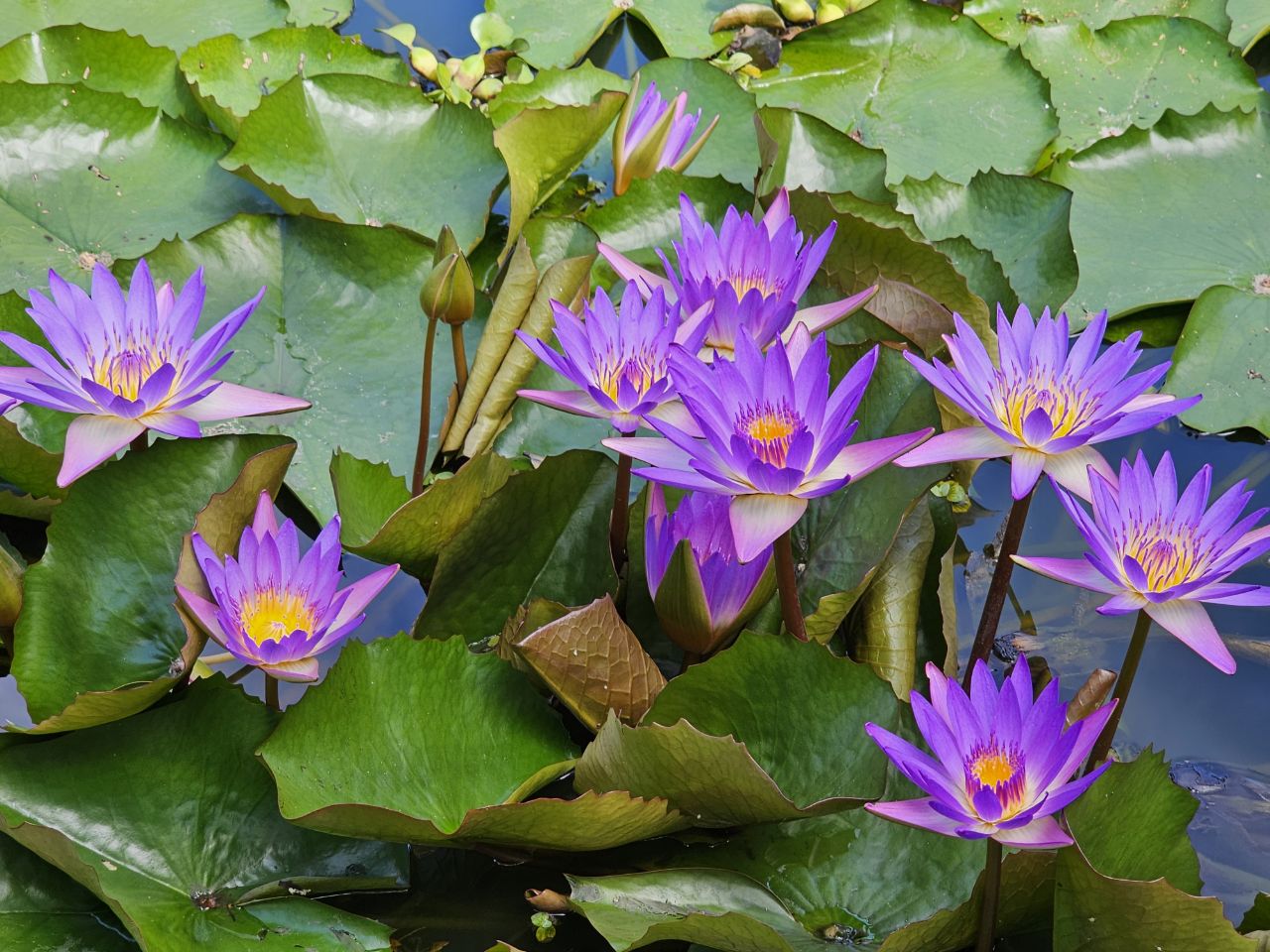 Seerosen (Lotus) – Bild von Luzia Schicker